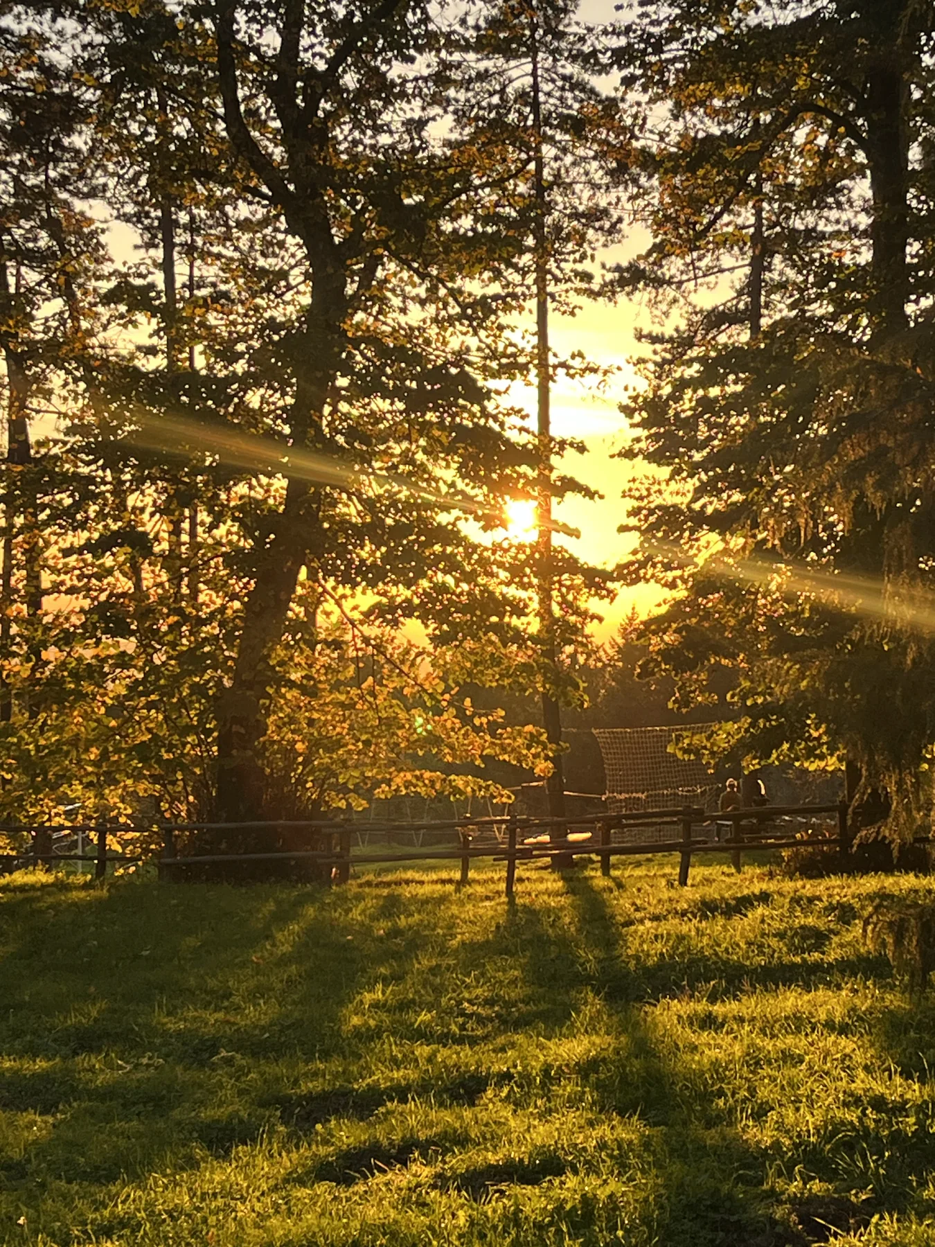 Tramonto dorato tra gli alberi del luogo del retreat