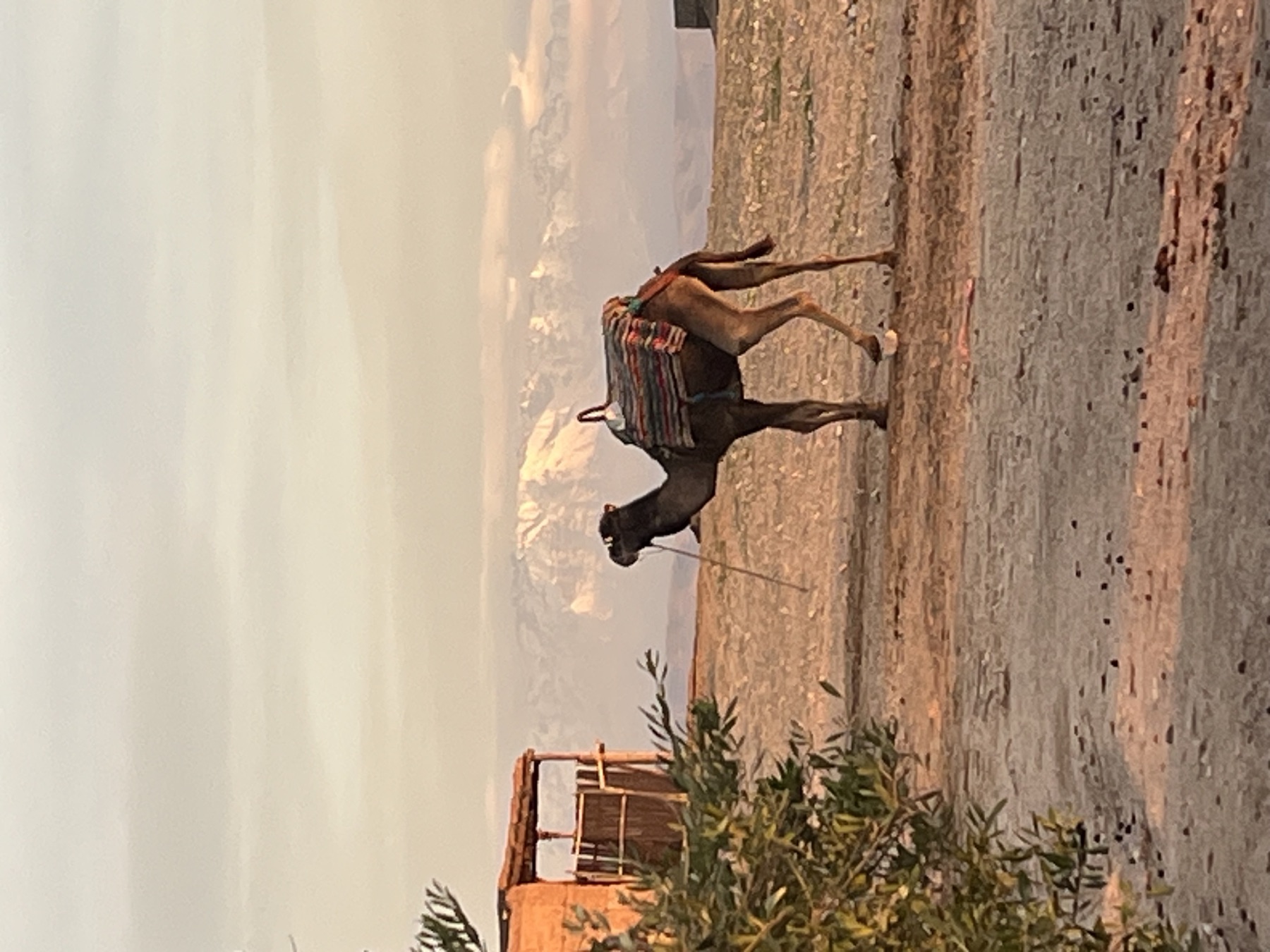 Cammello nel deserto marocchino di Agafay